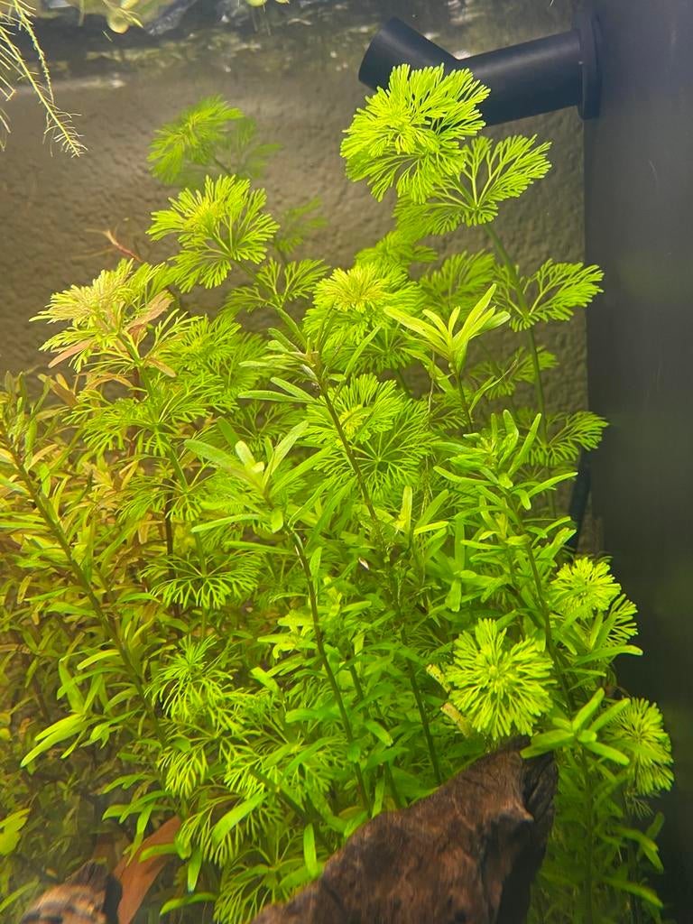 Limnophila sessiliflora, Ophalen of Verzenden, Nieuw, Plant(en), Steen of Hout