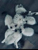 Ragdoll kittens €399,-, Dieren en Toebehoren, Katten en Kittens | Raskatten | Langhaar, Ontwormd