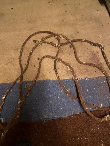 Zelfgemaakte liaanen voor in terraria, beschikbaar voor biedingen