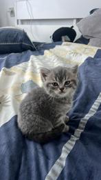 Britse korthaar kitten, Poes, Ontwormd