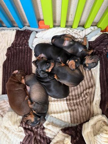 Prachtige teckelpuppy,s zoeken een liefdevolle thuis beschikbaar voor biedingen