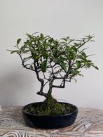 Pyracantha Bonsai, Bloeit niet, Halfschaduw, Minder dan 100 cm, Overige soorten
