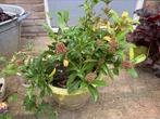 Skimmia, Tuin en Terras, Planten | Tuinplanten, Ophalen, Vaste plant, Siergrassen, Halfschaduw