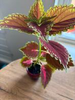 Coleus Plant  3 stuks voor €20 zie mijn andere advertenties, Overige soorten, Eenjarig, Ophalen of Verzenden, Bloeit niet