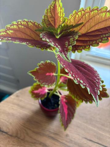 Coleus Plant  3 stuks voor €20 zie mijn andere advertenties beschikbaar voor biedingen