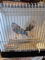 Bourke, bourks, bourken gezoomd, Meerdere dieren, Parkiet, Geringd