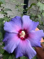 Prachtige kleuren hibiscus planten, struik, stekken, Tuin en Terras, Planten | Struiken en Hagen, Ophalen of Verzenden, Overige soorten