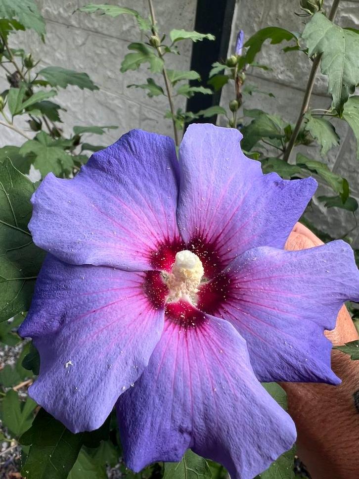 Prachtige kleuren hibiscus planten, struik, stekken, Tuin en Terras, Planten | Struiken en Hagen, Struik, Overige soorten, 100 tot 250 cm