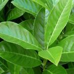 **ACTIE** Prunus laur. Novita, laurier struiken, Ophalen of Verzenden, Laurier, Struik, Minder dan 100 cm