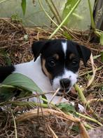 Laatste mooie vrolijke Jack Russell Terrier pup, Dieren en Toebehoren, Honden | Jack Russells en Terriërs, Jack Russell Terriër