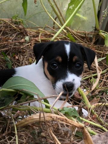 Laatste mooie vrolijke Jack Russell Terrier pup beschikbaar voor biedingen