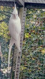 Witte valkparkiet albino man, Mannelijk, Parkiet