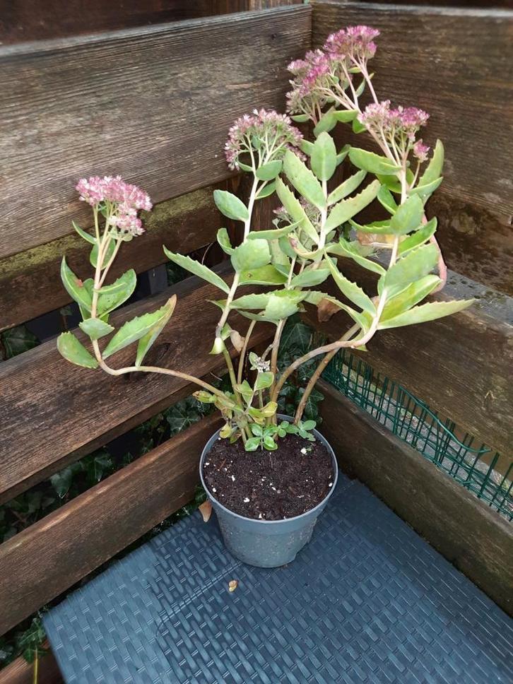 Hemelsleutel, Sedum herbstfreud, Tuin en Terras, Planten | Tuinplanten, Bodembedekkers, Volle zon, Ophalen