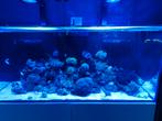 Tekoop volledig red sea 350 met levende have, Dieren en Toebehoren, Vissen | Aquaria en Toebehoren, Ophalen, Zo goed als nieuw