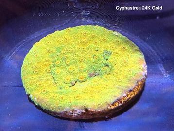 Cyphastrea 24K Gold koraal beschikbaar voor biedingen