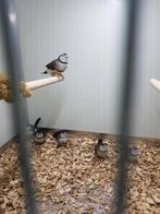 Bichenow astrildes, Dieren en Toebehoren, Meerdere dieren