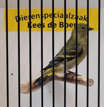 Zwartkopsijs pop  beschikbaar voor biedingen
