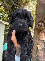Huiskamer nest Cockapoo pups 2 reutjes bechikbaar, Poedel, Rabiës (hondsdolheid), Reu, 8 tot 15 weken