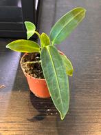 Anthurium warocqueanum baby P6, Huis en Inrichting, Kamerplanten, Ophalen, Overige soorten, Minder dan 100 cm