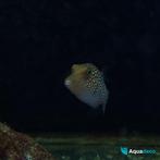 Canthigaster janthinoptera - Kogelvis, Vis, Zoutwatervis