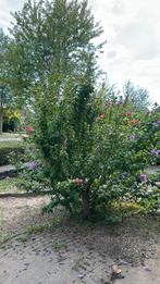 Boom, Tuin en Terras, Planten | Bomen, Ophalen, Overige soorten