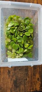 Kikkerbeet aquarium drijfplanten, Ophalen, Nieuw, Plant(en), Steen of Hout