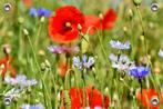 Tuinposter-Schuttingposter Veldbloemen 105x70 cm (bxh) Foton, Verzenden, Nieuw, Info@GoodSmiling.com, Good Smiling Fotoprint