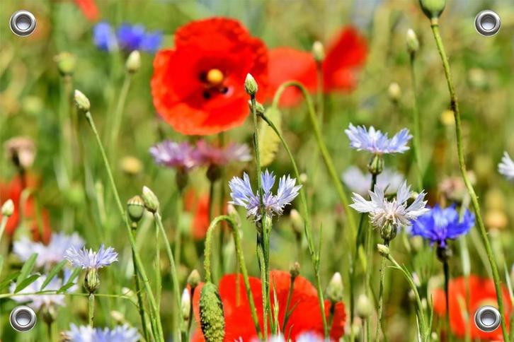 Tuinposter-Schuttingposter Veldbloemen 105x70 cm (bxh) Foton, Tuin en Terras, Tuinwanddecoratie, Nieuw, Verzenden