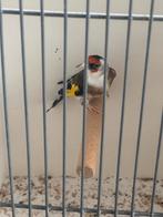 Parva putter Witkeel pop van 2025, Vrouwelijk, Wildzangvogel