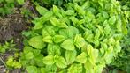 citroenmelisse (Melissa officinalis), Overige soorten, Vaste plant, Ophalen of Verzenden, Halfschaduw