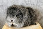CH Teddy cavia BEER, Cavia, Mannelijk, December, Tam