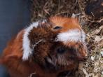 Gezocht cavia's, Geslacht onbekend, Tam, Maart, Cavia