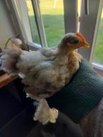 Mooie Cochin hanen, Dieren en Toebehoren, Pluimvee, Mannelijk, Kip