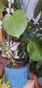 Monstrea kamerplant, Ophalen, Overige soorten, Minder dan 100 cm
