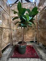 Ficus Elastica op stam – 160cm, Ophalen, Zo goed als nieuw