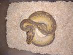 1.0 lesser clown poss het pied nk25, Dieren en Toebehoren, Slang, Tam, 0 tot 2 jaar
