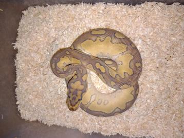 1.0 lesser clown poss het pied nk25 beschikbaar voor biedingen
