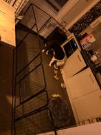 Puppyren / honden kennel, Ophalen, Zo goed als nieuw