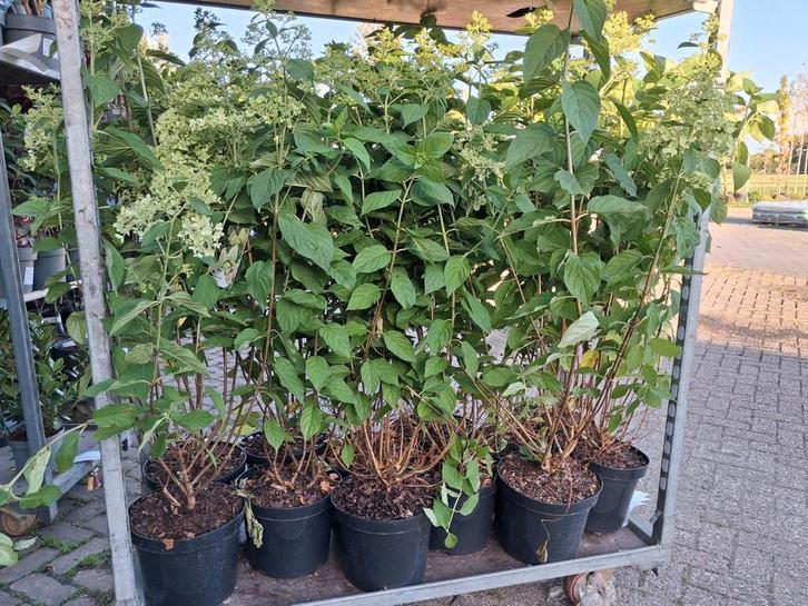 Grote Hydrangea Paniculata 'Limelight' 100cm hoog Struik, Tuin en Terras, Planten | Struiken en Hagen, Struik, Hortensia, Minder dan 100 cm