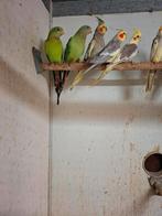 Barraband parkieten, Dieren en Toebehoren, Meerdere dieren, Parkiet, Geringd