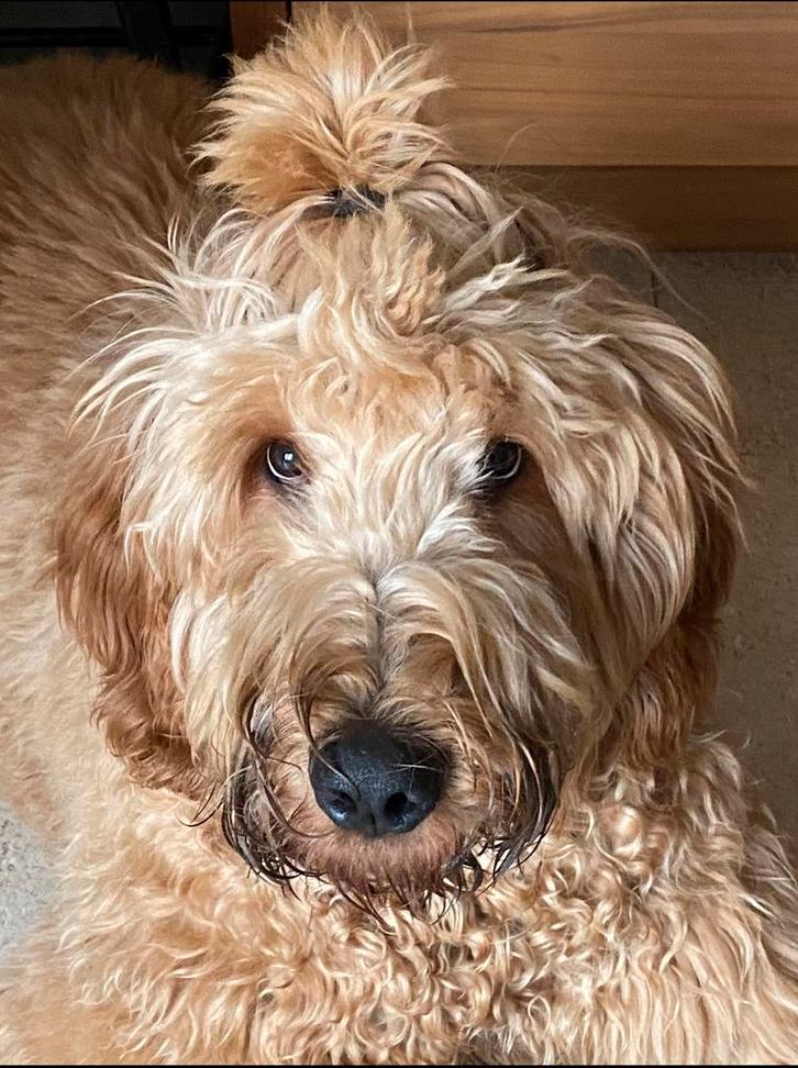 Dekreu Irish doodle, Dieren en Toebehoren, Honden | Dekreuen, Reu, Particulier, Eén hond, Nederland, 1 tot 2 jaar, CDV (hondenziekte)