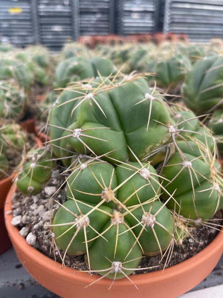 Cactus Gymnocalicium Horstii in de 16cm terracotta schaal, Huis en Inrichting, Kamerplanten, Cactus, Minder dan 100 cm, Bloeiende kamerplant