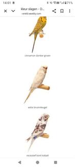 Parkiet gezocht Witte bruinvleugel, Dieren en Toebehoren, Vogels | Kanaries, Mannelijk, Kleurkanarie