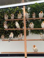 Majoor putters, Dieren en Toebehoren, Vogels | Overige Vogels, Meerdere dieren, Wildzangvogel