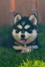 Nog 2 Lieve Pomsky Reutjes beschikbaar, Dieren en Toebehoren, Honden | Poolhonden, Keeshonden en Oertypen, Rabiës (hondsdolheid)