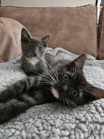 ♡  2 lieve kittens ragdoll maine coon ♡, Meerdere dieren