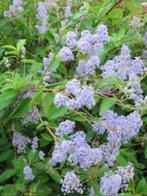 Ceanothus (Amerikaanse sering) bijna gratis, Tuin en Terras, Vaste plant, Halfschaduw, Zomer, Ophalen