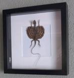 Vliegende Draak in Zwarte Lijst, Ophalen of Verzenden