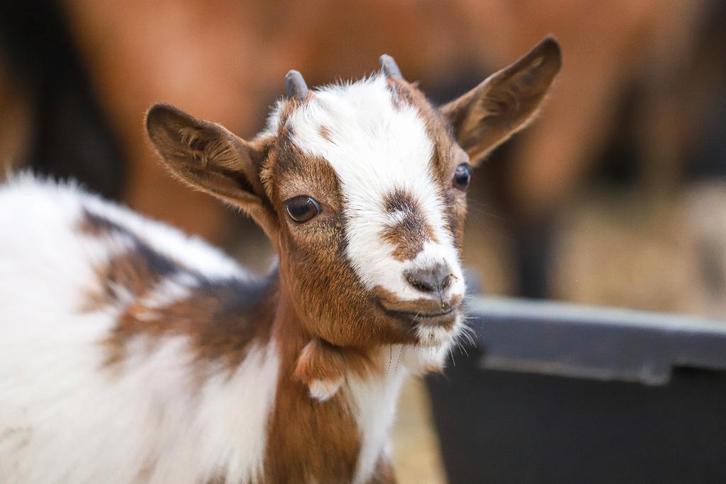 Dwerggeiten | Gezonde tamme geiten | Deskundig advies, Dieren en Toebehoren, Schapen, Geiten en Varkens, Geit, Meerdere dieren