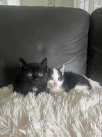Boederij kittens, Dieren en Toebehoren, Katten en Kittens | Overige Katten, Kater